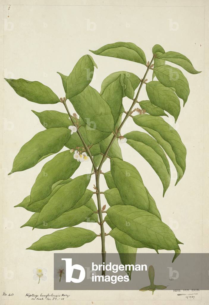 Hiptage Benghalensis Kurz, 1800-10 (w/c on paper)