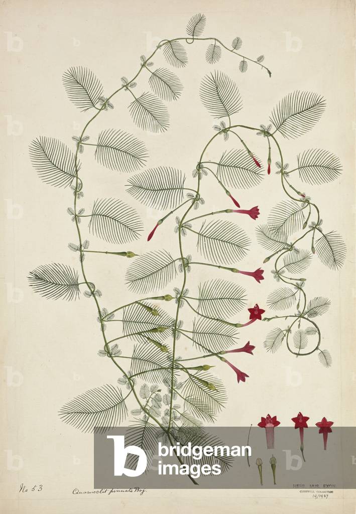 Quamoclit Pinnata Boj, 1800-10 (w/c on paper)