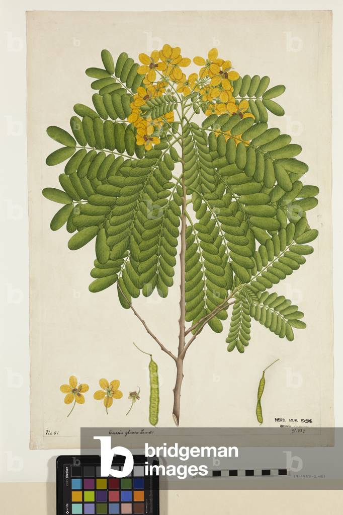 Cassia Glauca Lamk, from an album belonging to botanist Richard Cresswell, 1780-1810 (opaque w/c & ink on paper)
