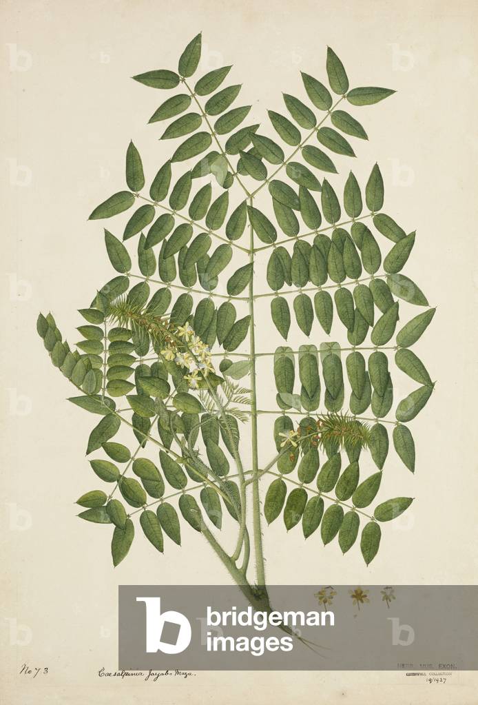 Caesalpinia Jayabo Maza, 1800-10 (w/c on paper)