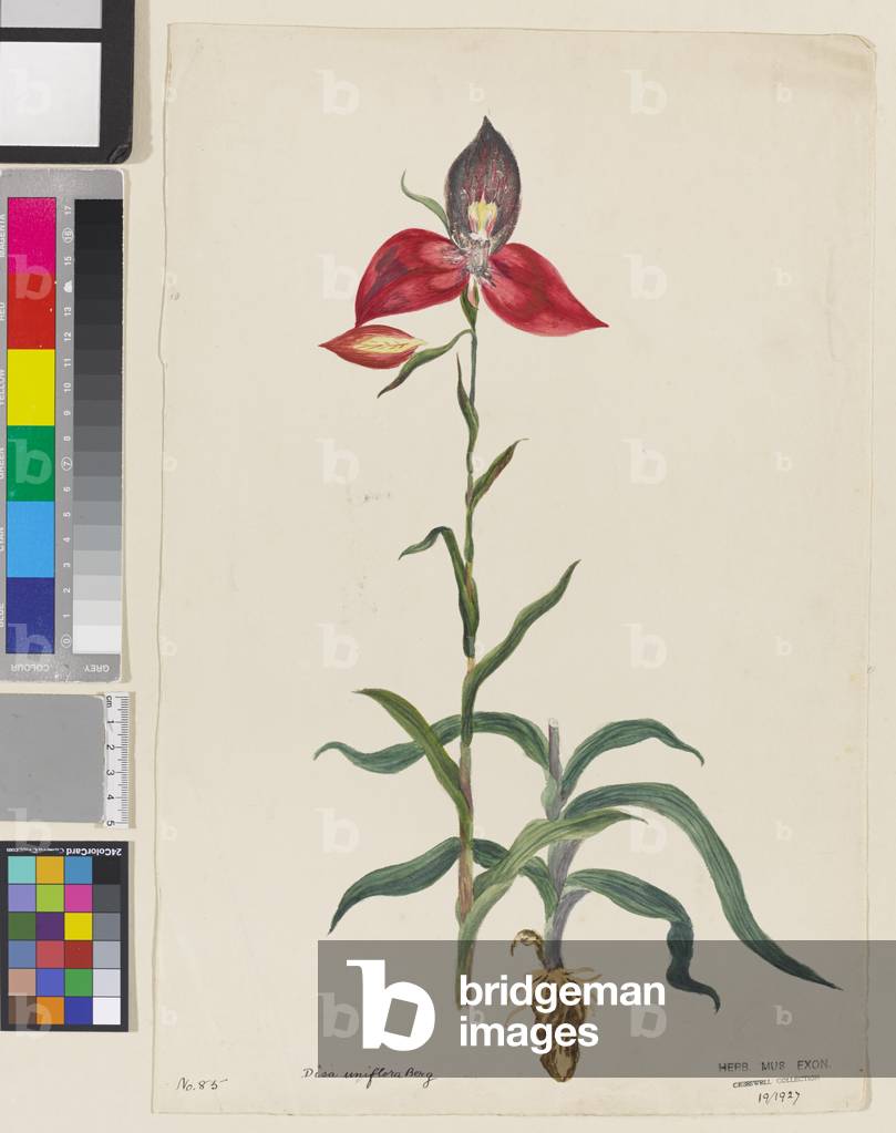 Disa uniflora Berg, 1800-10 (w/c on paper)