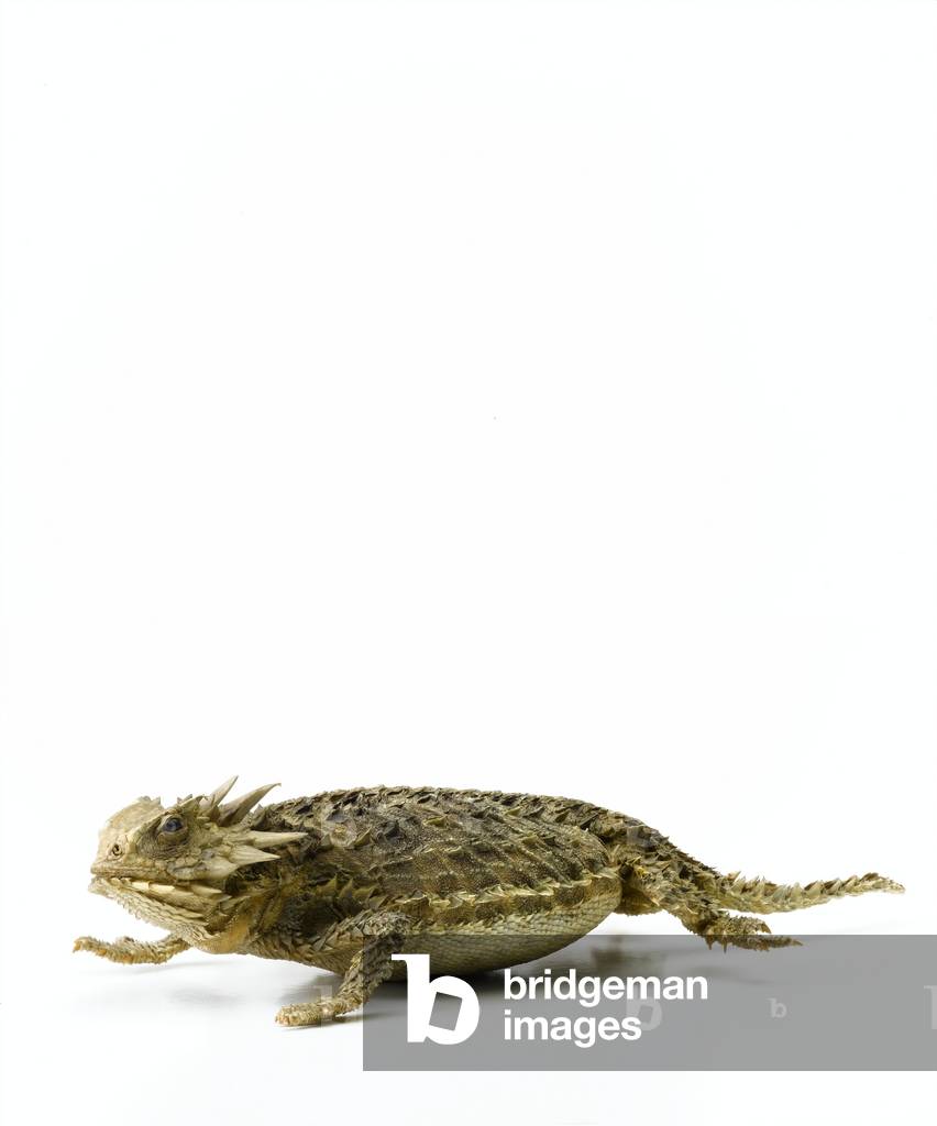 Texas horned lizard (photo)