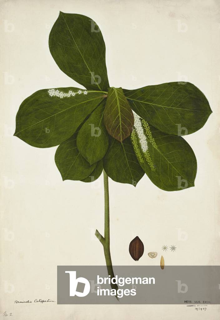 Terminalia Catappa Linn, 1800-10 (w/c on paper)
