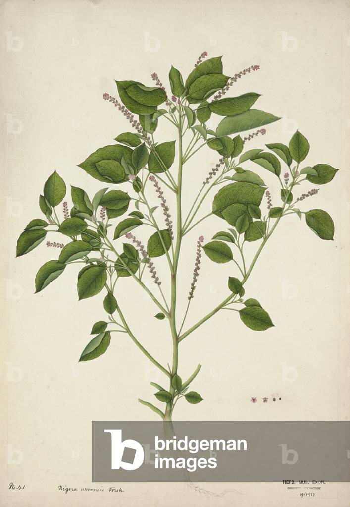 Digera Arvensis Forsk, 1800-10 (w/c on paper)