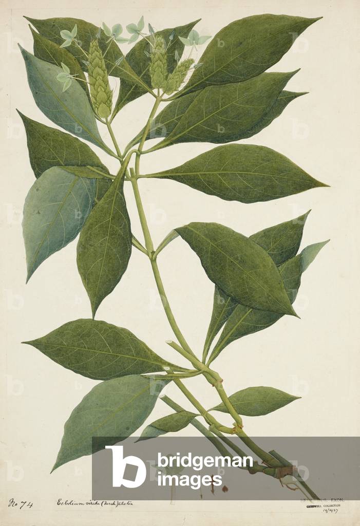 Ecbolium Viride (Farsk) Alston, 1800-10 (w/c on paper)