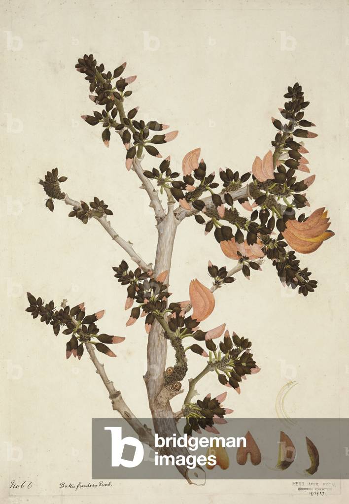 Butea Frondosa Roxb., 1800-10 (w/c on paper)