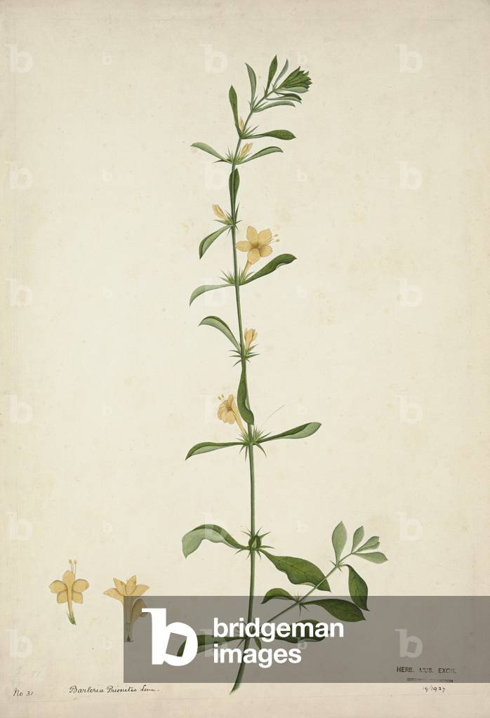 Barleria Prionitis Linn, 1800-10 (w/c on paper)