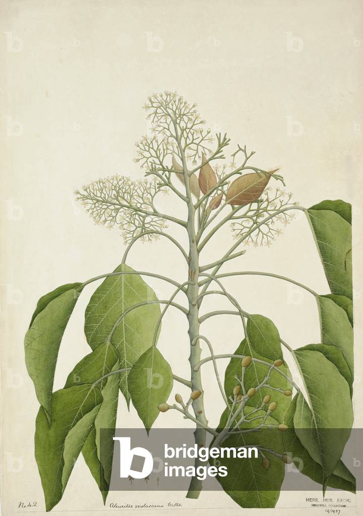 Aleurites Moluccana Willd, 1800-10 (w/c on paper)