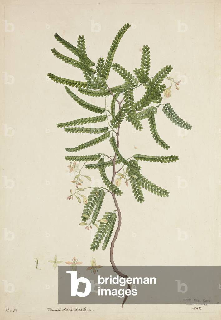 Tamarindus Indica Linn, 1800-10 (w/c on paper)