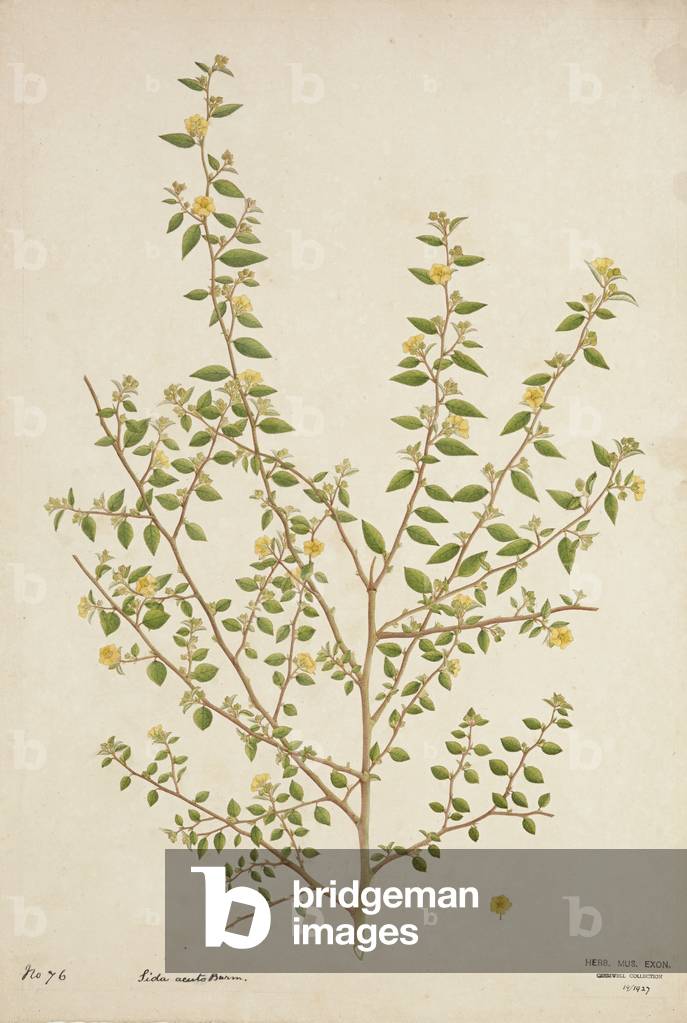 Sida Acuta Burm, 1800-10 (w/c on paper)