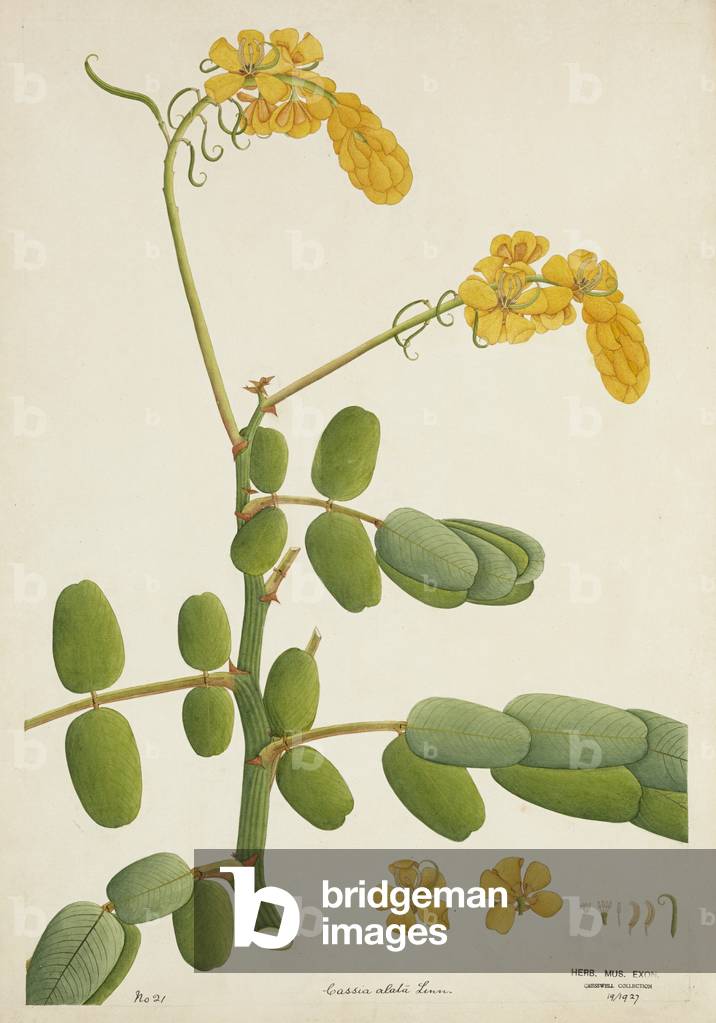 Cassia Alata Linn, 1800-10 (w/c on paper)
