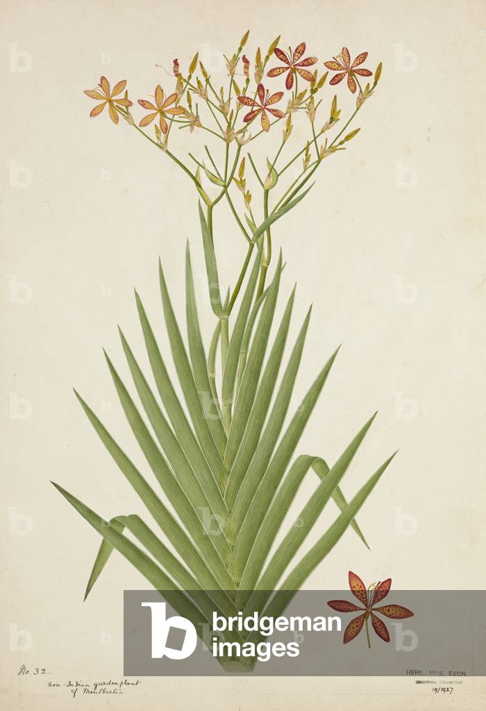 Non Indian garden plant of Montbretia, 1800-10 (w/c on paper)