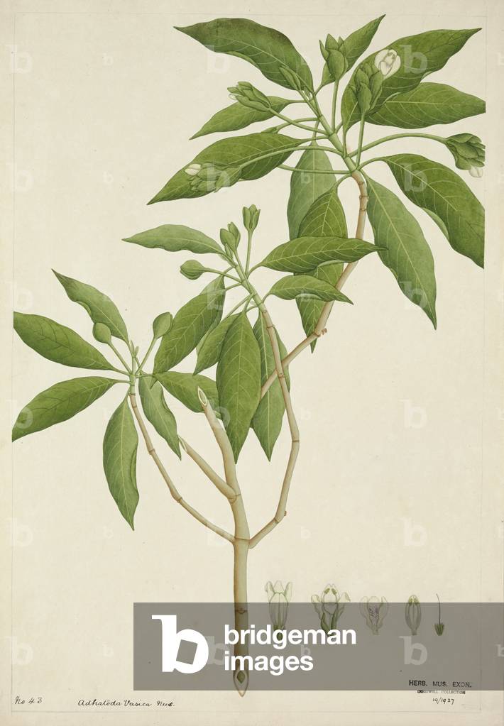 Adhatoda Vasica Nees, 1800-10 (w/c on paper)