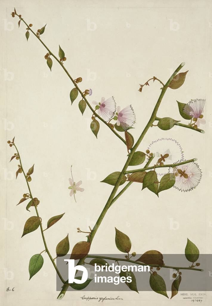 Capparis Zeylanica Linn, 1800-10 (w/c on paper)