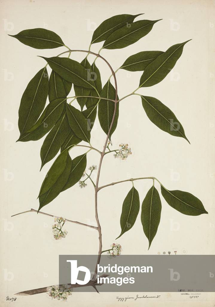Syzygium Jambolanum, 1800-10 (w/c on paper)