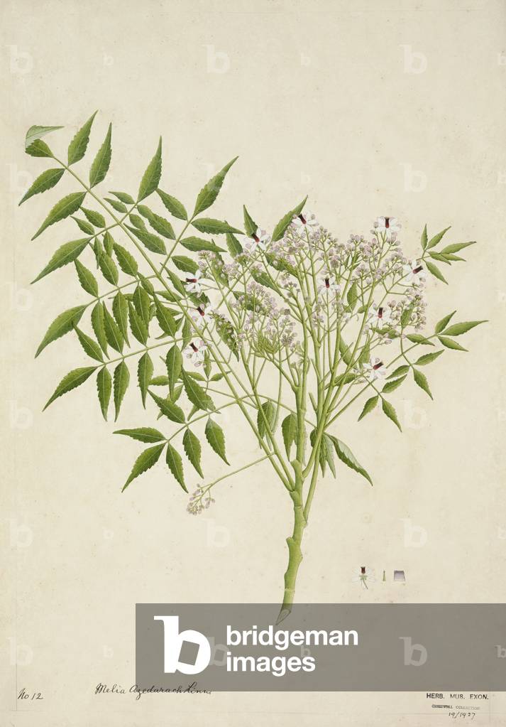 Melia Azedarach Linn, 1800-10 (w/c on paper)