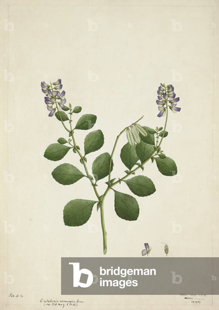 Crotolaria Verrueosa Linn, 1800-10 (w/c on paper)