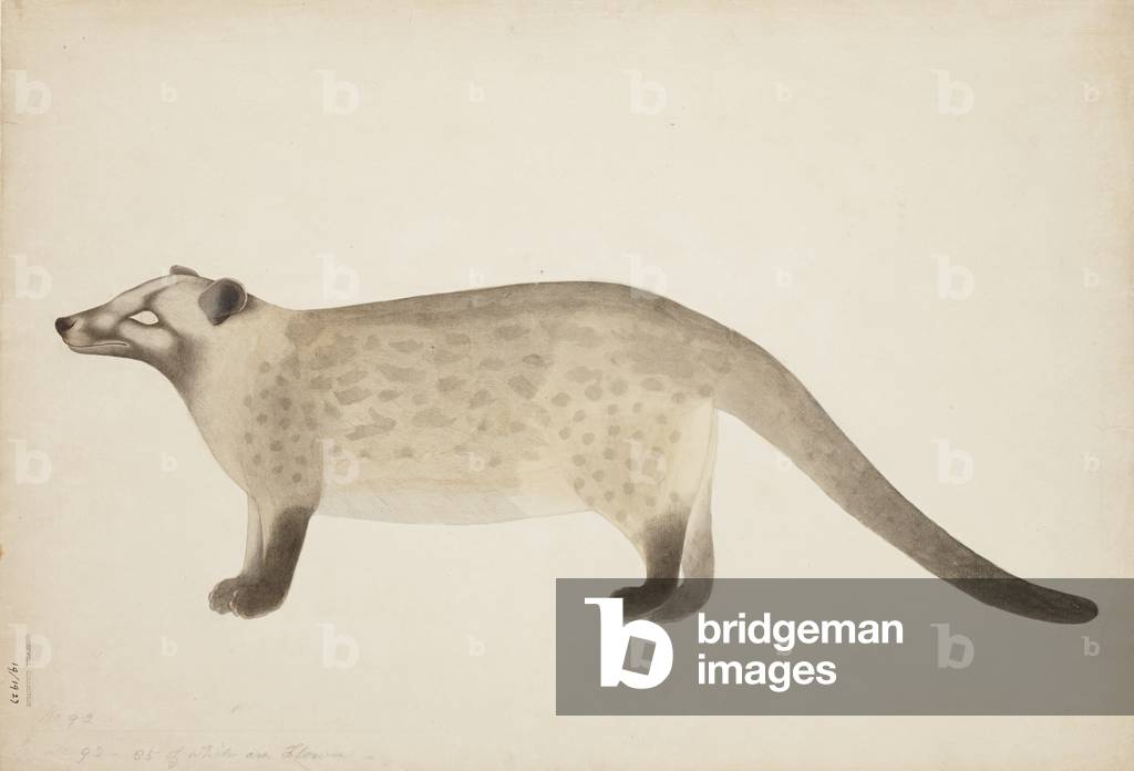 Untitled: mammal, from an album belonging to botanist Richard Cresswell, 1780-1810 (opaque w/c & ink on paper)