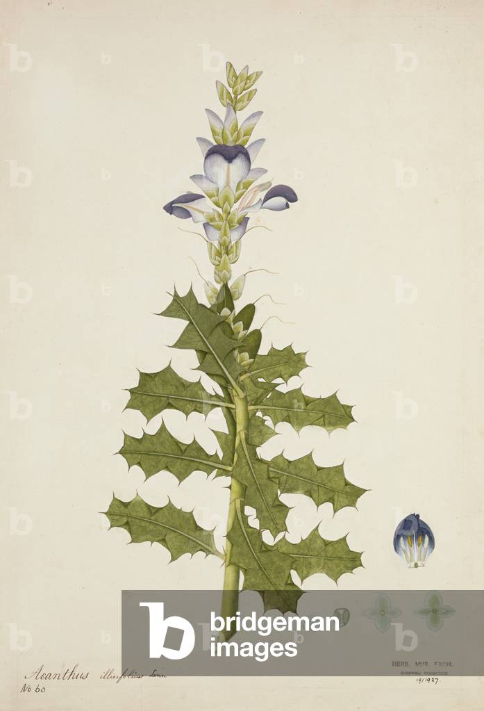 Acanthus Illicifolius Linn, 1800-10 (w/c on paper)