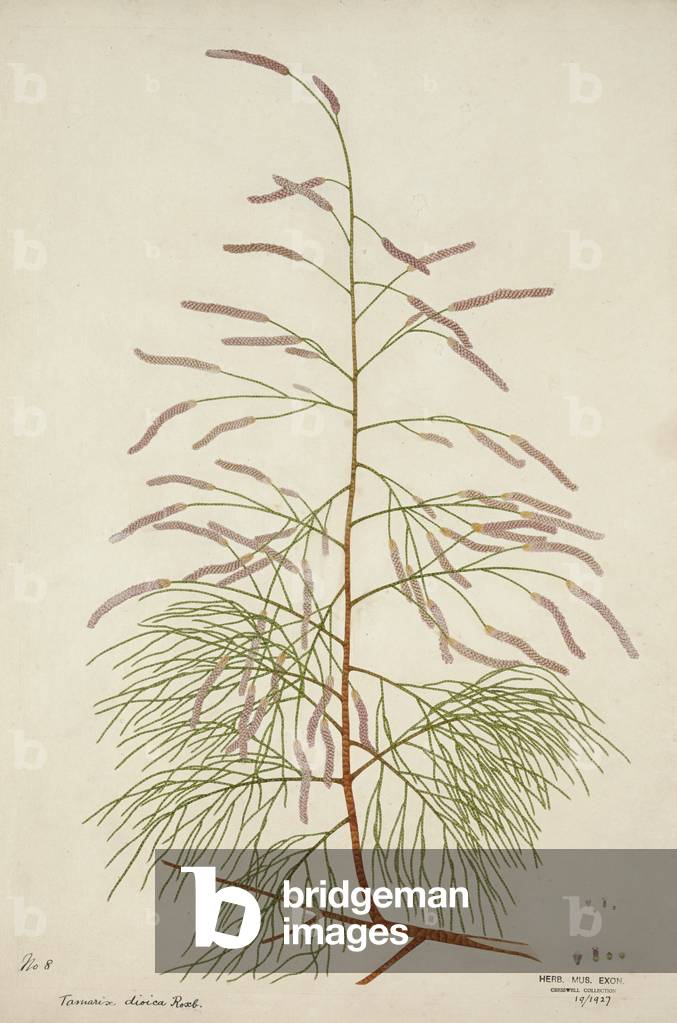 Tamarix Dioica Roxb, 1800-10 (w/c on paper)