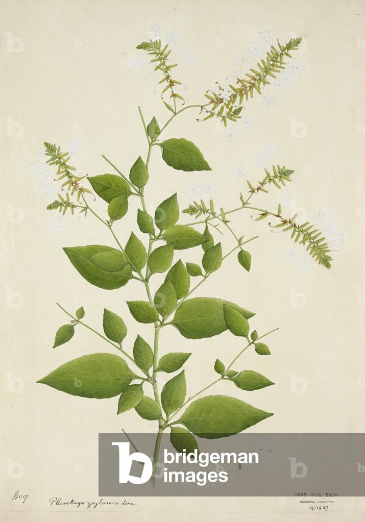 Plumbago Zeylanica Linn, 1800-10 (w/c on paper)