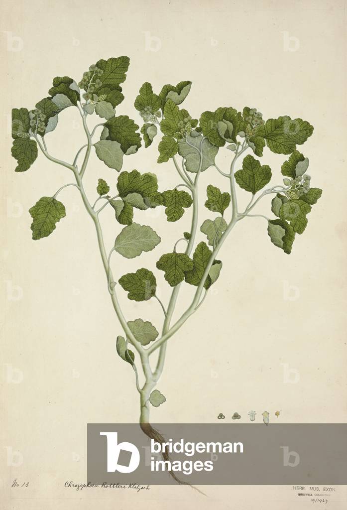 Chrozophora Rottleri Klotzsch, 1800-10 (w/c on paper)
