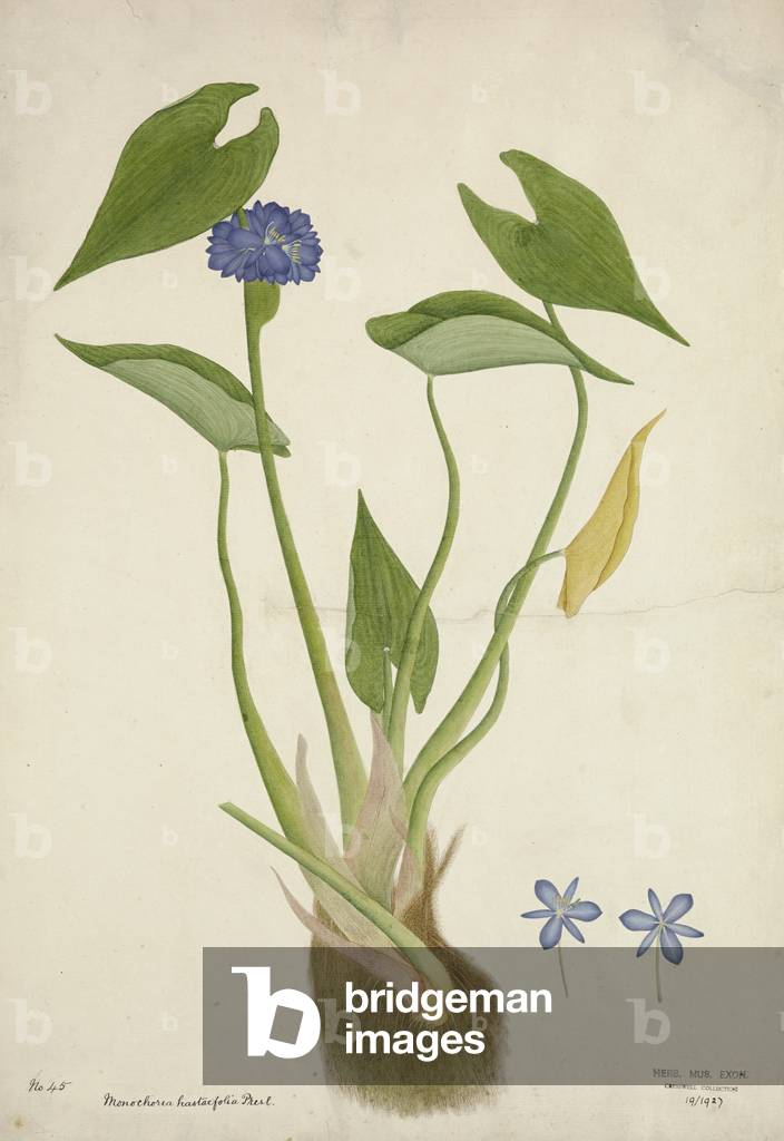 Monochoria Hastaefolia Presl, 1800-10 (w/c on paper)