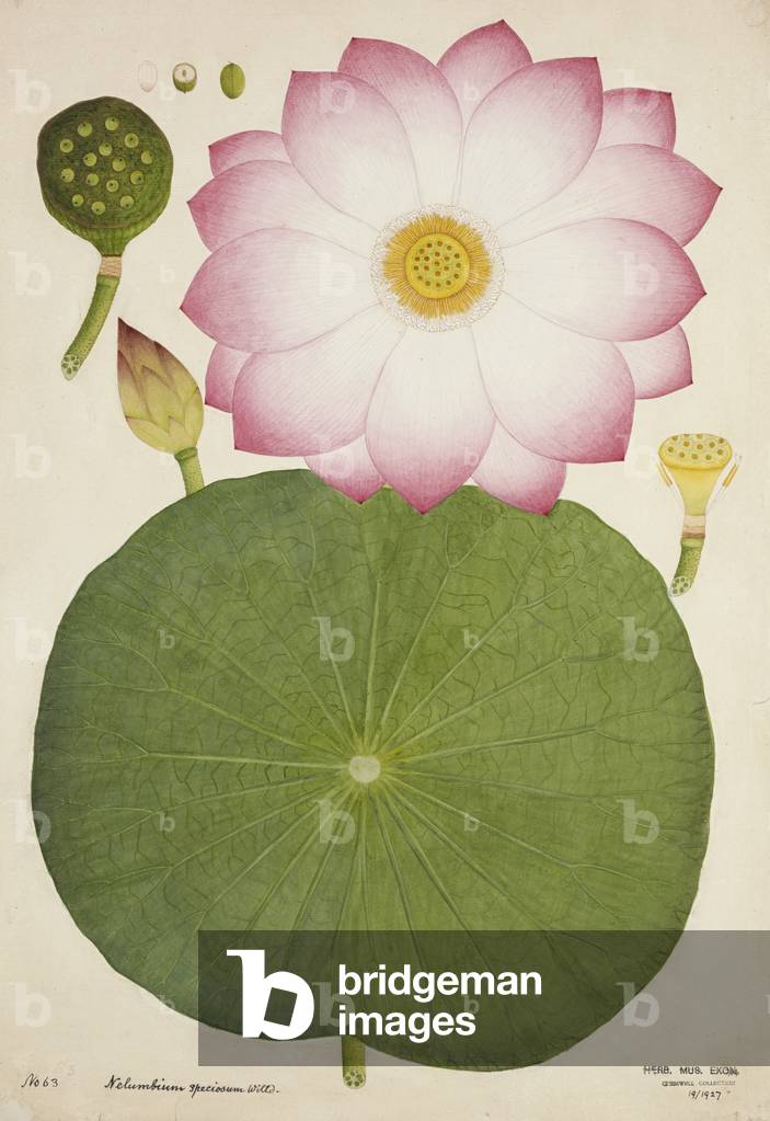 Nelumbium Speciosum Willd, 1800-10 (w/c on paper)