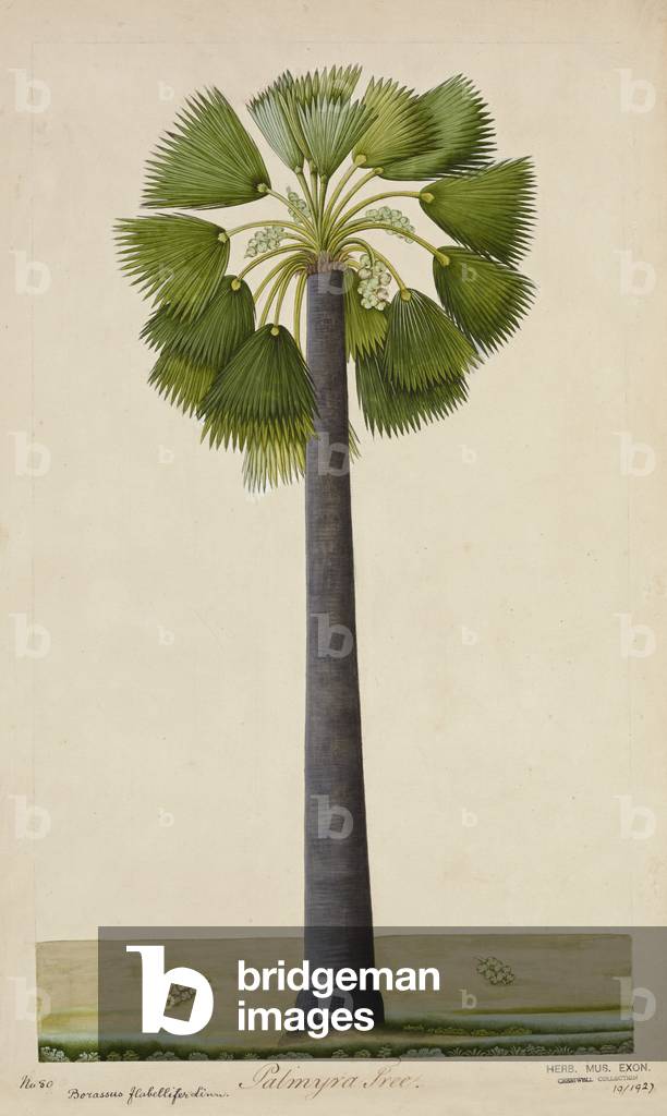 Palinyra Tree, 1800-10 (w/c on paper)