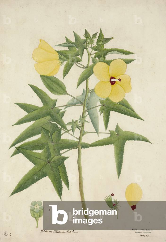 Hibiscus Abelmosehus Linn, 1800-10 (w/c on paper)