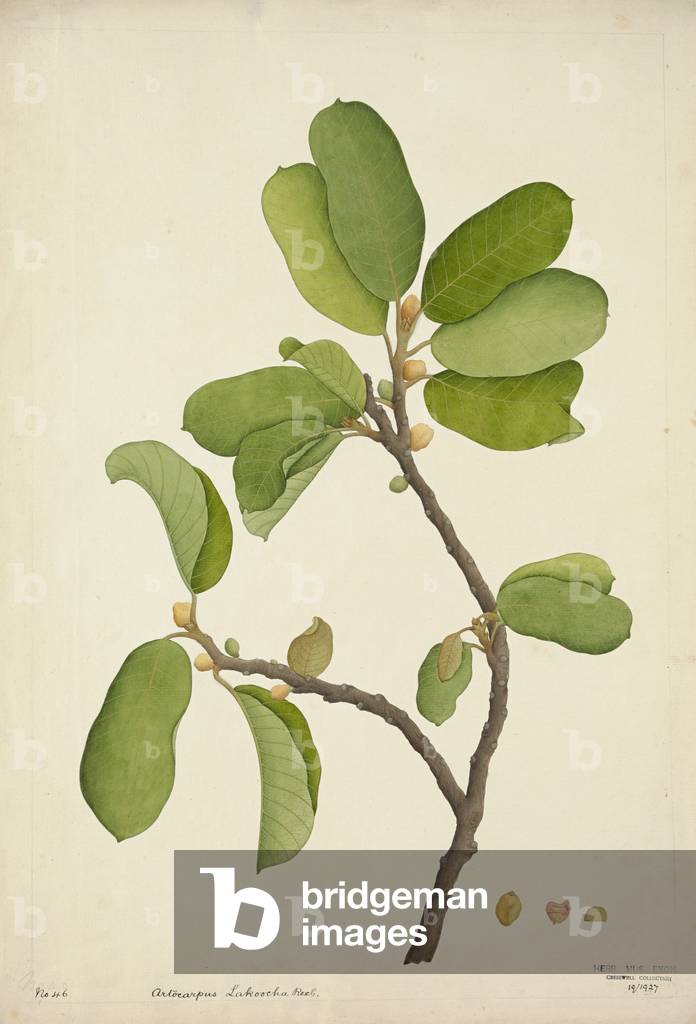 Artocarpus Lakoocha Roxb, 1800-10 (w/c on paper)