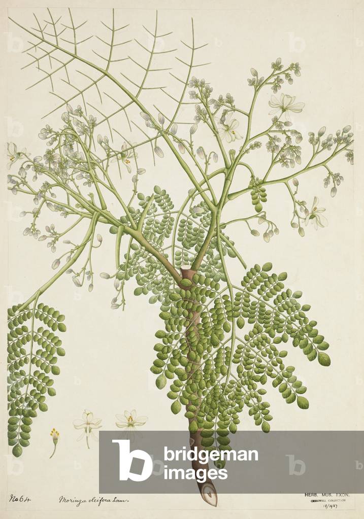 Moringa Oleifera Lam, 1800-10 (w/c on paper)