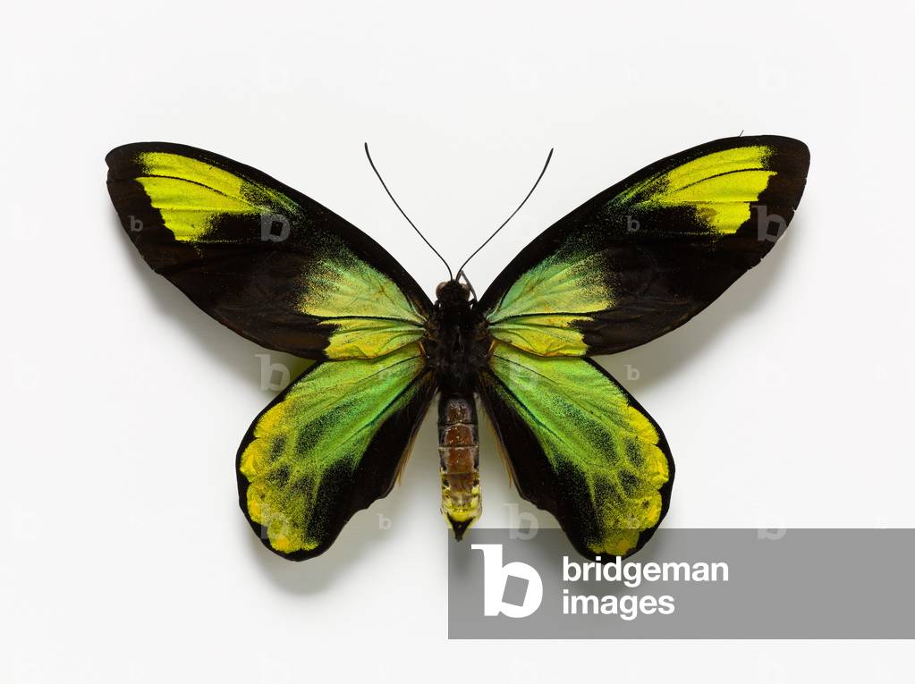Queen Victoria's birdwing butterfly (photo)