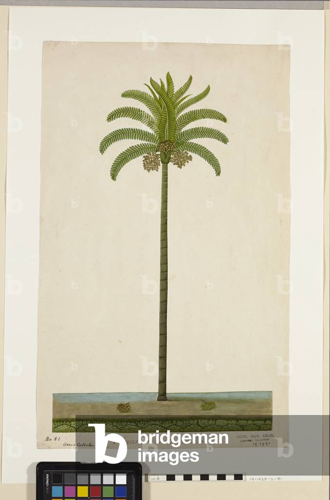 Areca, or Beetlenut Tree, 1800-10 (w/c on paper)