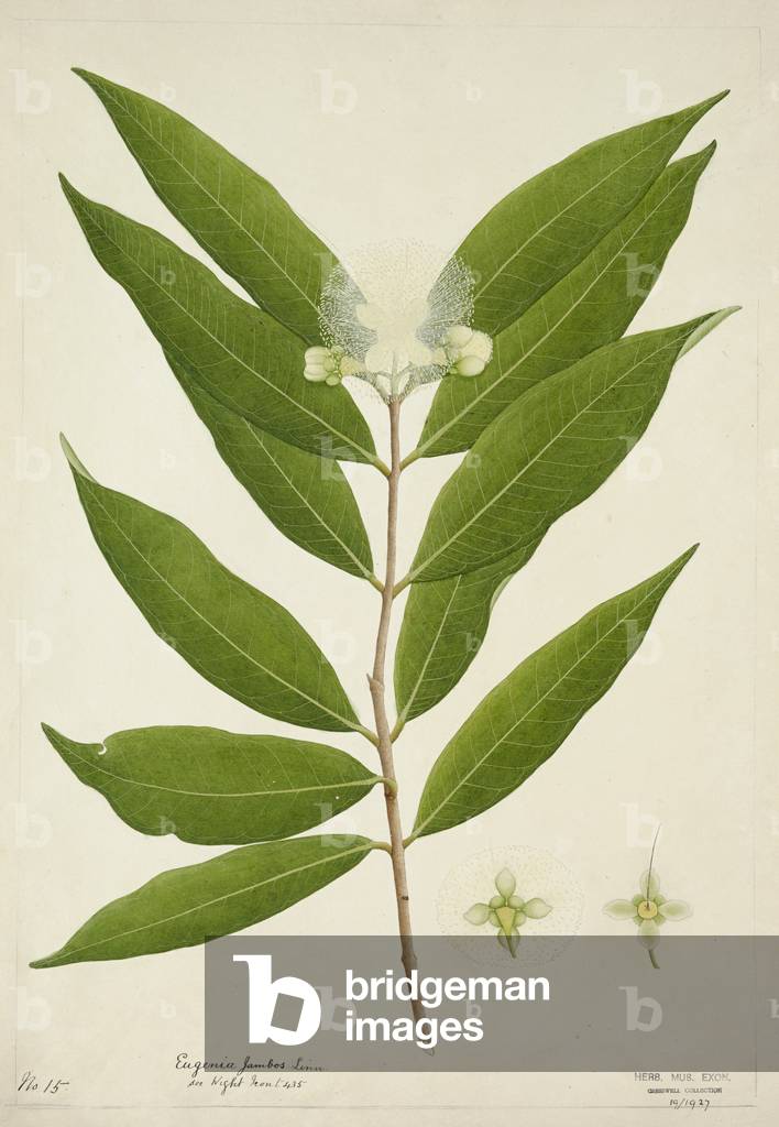 Eugenia Jambos Linn, 1800-10 (w/c on paper)