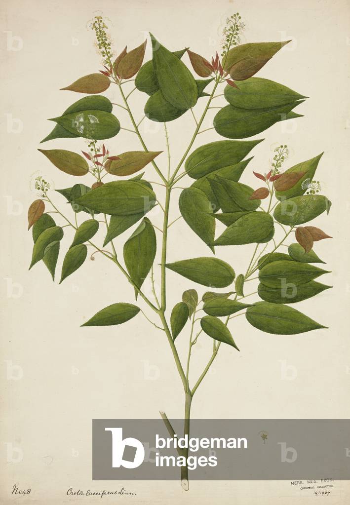 Croton Laccifeus Linn, 1800-10 (w/c on paper)