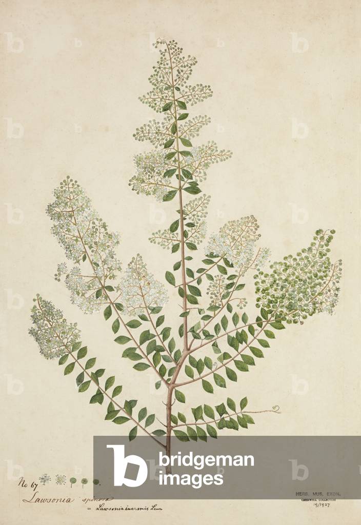 Lawsonia spinosa, 1880-1900 (w/c on paper)