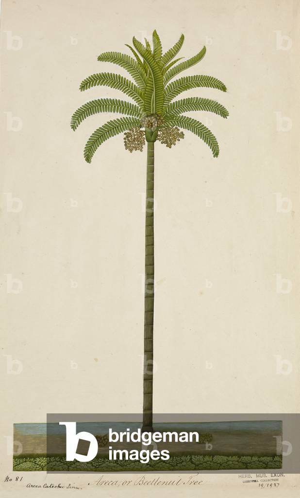 Areca or Beetlenut Tree, 1800-10 (w/c on paper)