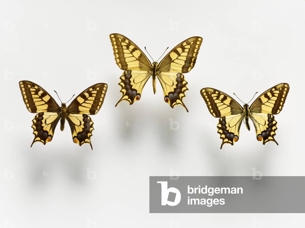Swallowtail butterflies (photo)