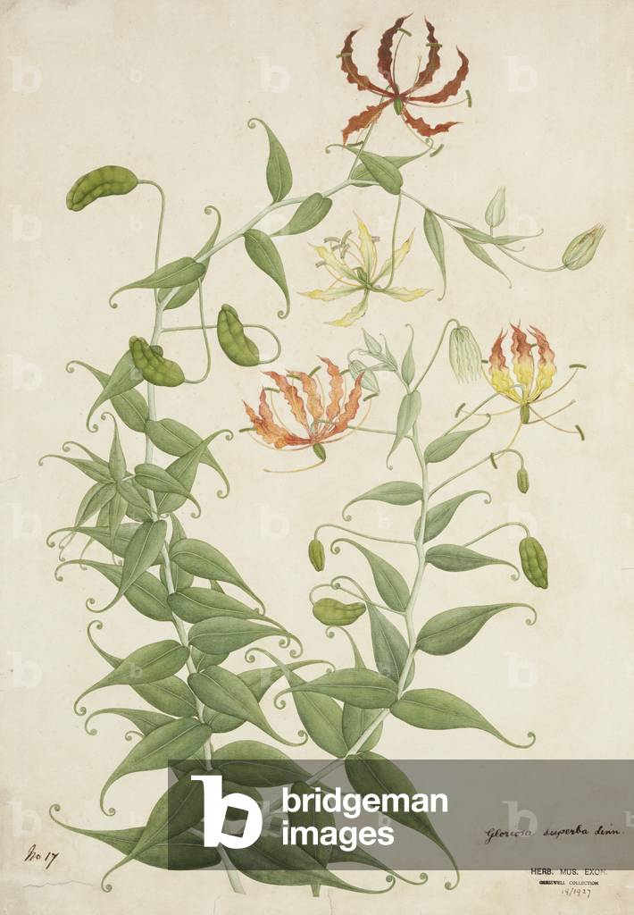 Gloriosa Superba Linn, 1800-10 (w/c on paper)
