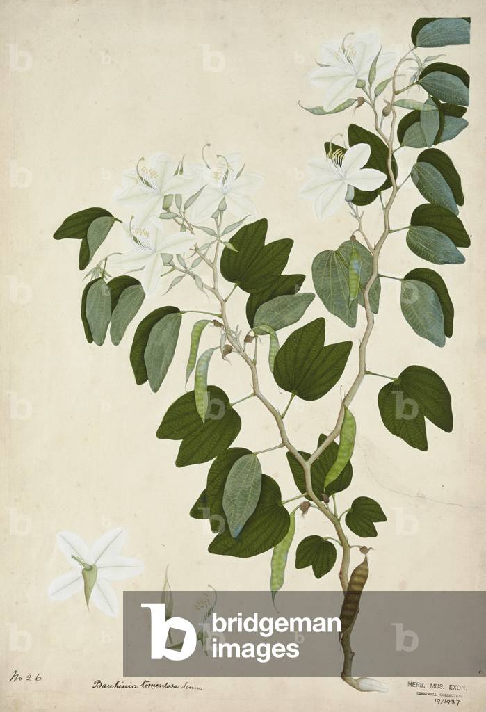 Bauhinia Tomenlosa Linn, 1800-10 (w/c on paper)