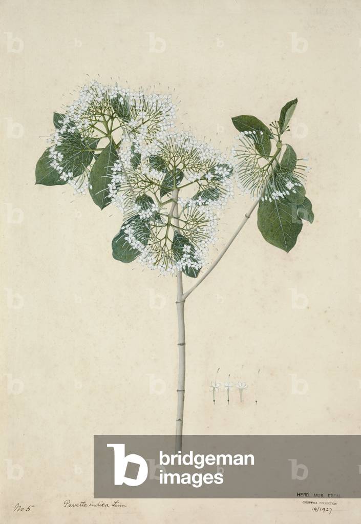 Pavetta Indica Linn, 1800-10 (w/c on paper)