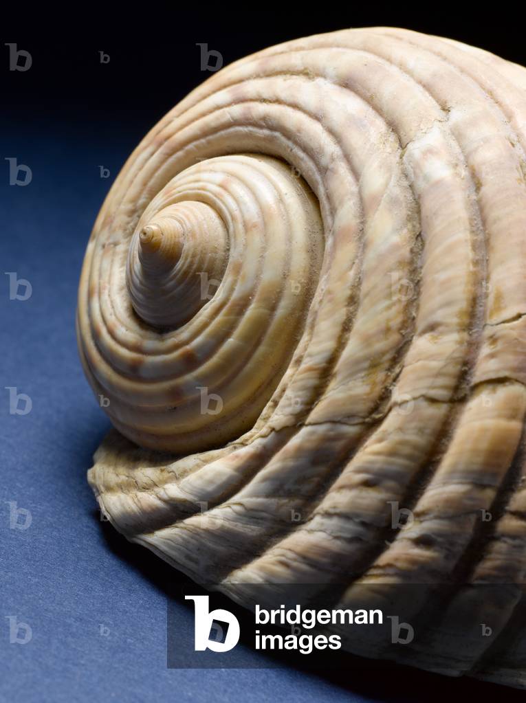 Giant tun shell (photo)