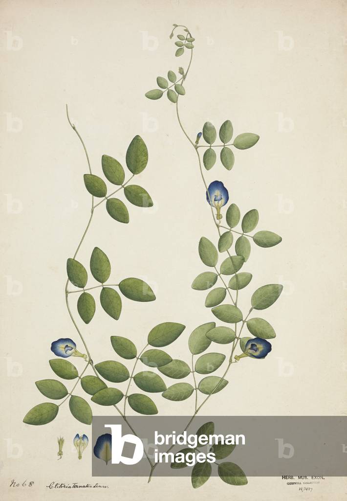 Clitoria Ternatea Linn, 1800-10 (w/c on paper)