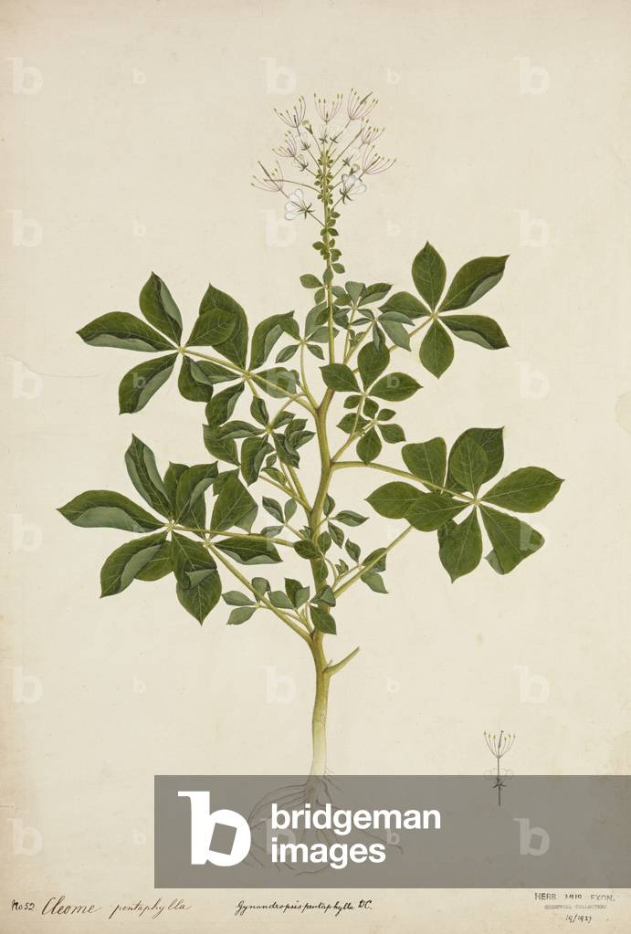 Cleome pontaphylla, 1800-10 (w/c on paper)