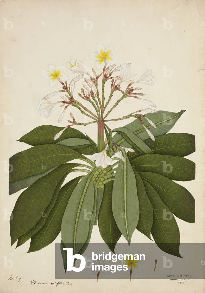 Plumeria Acutifolia Poir, 1800-10 (w/c on paper)