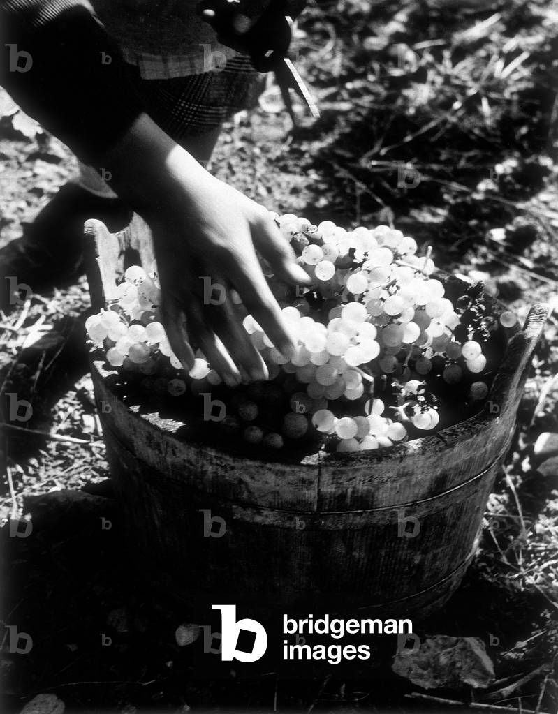 A stage in the harvest at Vevey
