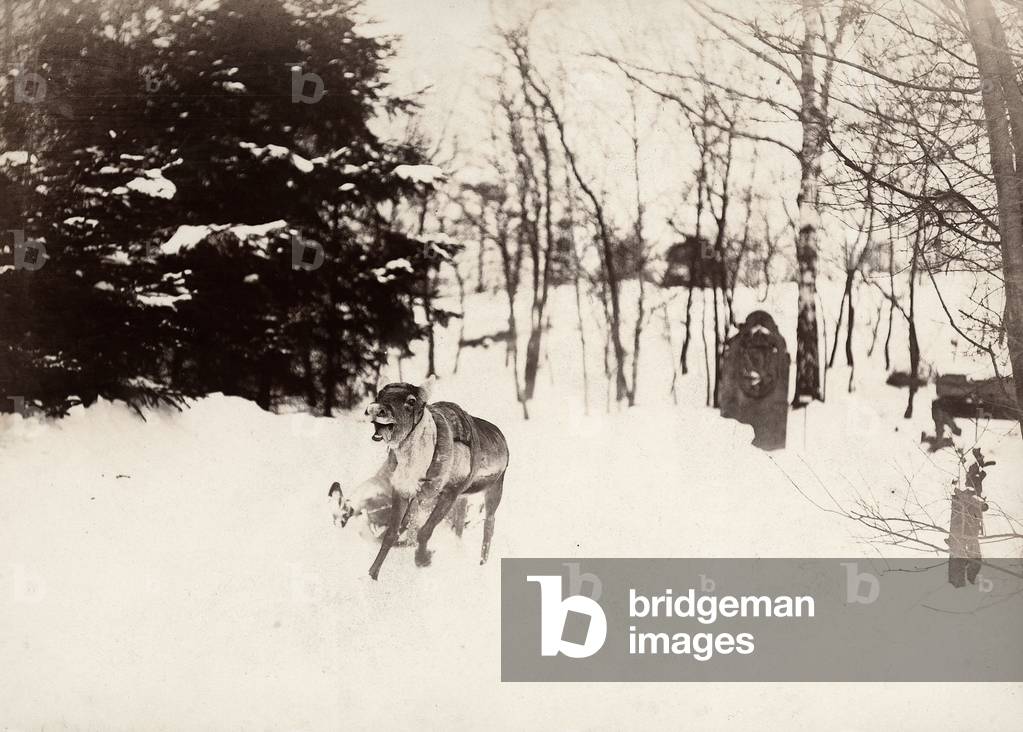 Stockhom Winter Games. A reindeer pulls a 