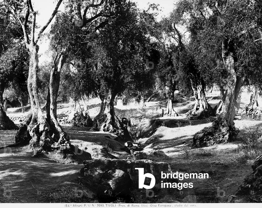 Tivoli, olive trees (Olea Europea).