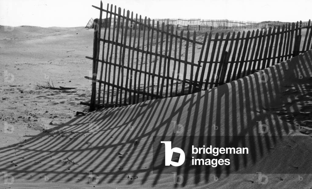 Wooden fence in the dunes of the beach of Le Touquet, July 1963 (b/w photo)